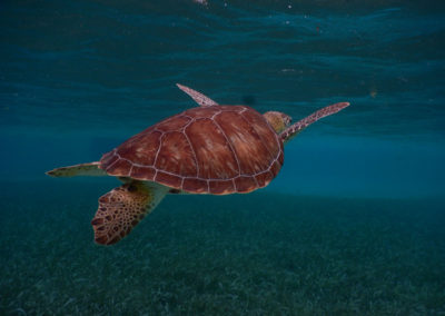 Sea-Turtle-at-Hol-Chan