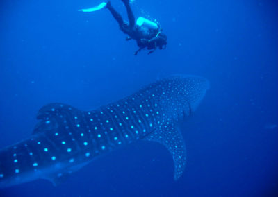 Whale-Shark-Diving